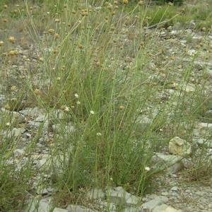 Photographie n°2092170 du taxon Cephalaria leucantha (L.) Schrad. ex Roem. & Schult. [1818]