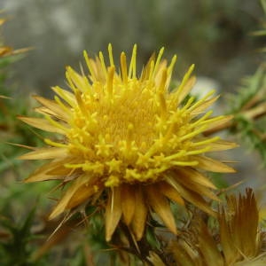 Photographie n°2092173 du taxon Carlina corymbosa L. [1753]