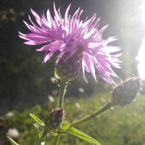 Photographie n°2092184 du taxon Centaurea nigrescens Willd.