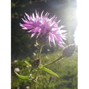 Centaurea jacea subsp. nigrescens (Willd.) Celak. (Centaurée noirâtre)