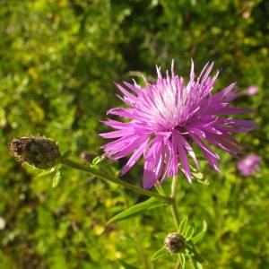 Photographie n°2092185 du taxon Centaurea nigrescens Willd.