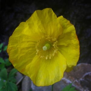 Photographie n°2092205 du taxon Papaver cambricum L. [1753]