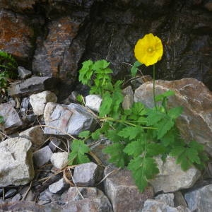 Photographie n°2092206 du taxon Papaver cambricum L. [1753]