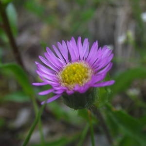 Photographie n°2092216 du taxon Erigeron alpinus L. [1753]