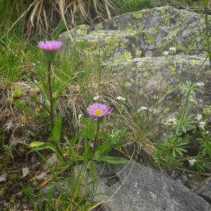 Photographie n°2092217 du taxon Erigeron alpinus L. [1753]