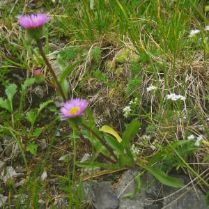 Photographie n°2092219 du taxon Erigeron alpinus L. [1753]