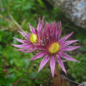 Photographie n°2092220 du taxon Sempervivum montanum L. [1753]