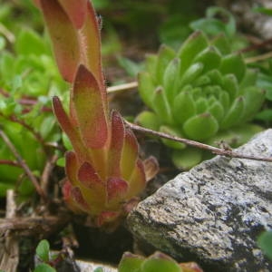 Photographie n°2092222 du taxon Sempervivum montanum L. [1753]