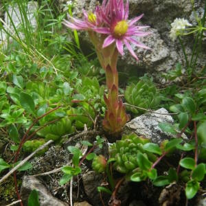 Photographie n°2092223 du taxon Sempervivum montanum L. [1753]