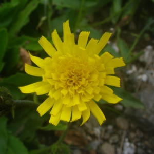 Photographie n°2092228 du taxon Hieracium prenanthoides Vill. [1779]