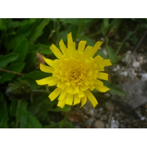 Hieracium panduriforme Dulac (Épervière faux prénanthe)