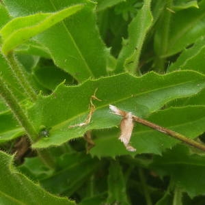 Photographie n°2092230 du taxon Hieracium prenanthoides Vill. [1779]