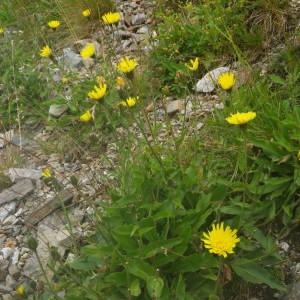 Photographie n°2092231 du taxon Hieracium prenanthoides Vill. [1779]