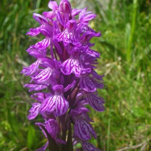 Photographie n°2092247 du taxon Dactylorhiza majalis (Rchb.) P.F.Hunt & Summerh. [1965]