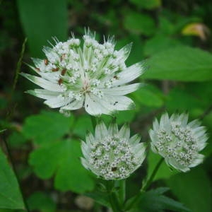 Photographie n°2092250 du taxon Astrantia major L. [1753]