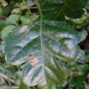 Photographie n°2092253 du taxon Crataegus laevigata (Poir.) DC. [1825]