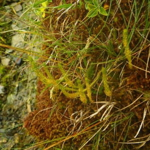 Photographie n°2092264 du taxon Selaginella selaginoides (L.) P.Beauv. ex Schrank & Mart. [1829]