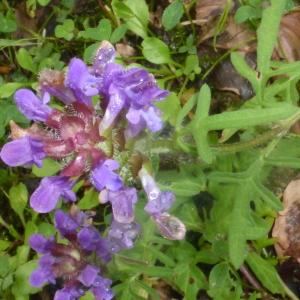 Prunella ×giraudiasii H.J.Coste & Soulié (Brunelle de Giraudias)