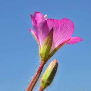 Photographie n°2092270 du taxon Epilobium hirsutum L.