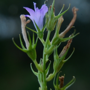 Photographie n°2092280 du taxon Campanula rapunculus L. [1753]