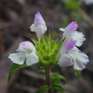 Photographie n°2092370 du taxon Galeopsis ladanum L. [1753]