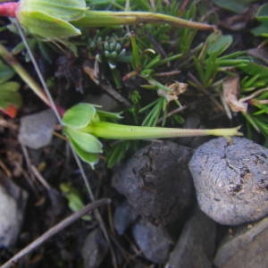 Photographie n°2092391 du taxon Geranium cinereum Cav. [1787]