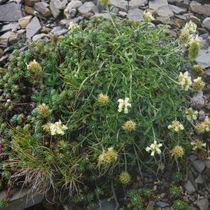 Photographie n°2092392 du taxon Sideritis hyssopifolia L.