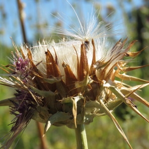 Photographie n°2092440 du taxon Silybum marianum (L.) Gaertn. [1791]