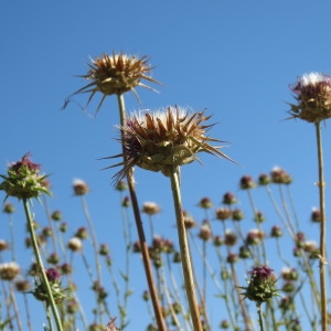 Photographie n°2092441 du taxon Silybum marianum (L.) Gaertn. [1791]