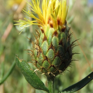 Photographie n°2092442 du taxon Centaurea collina L. [1753]