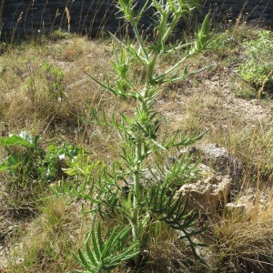 Photographie n°2092445 du taxon Cirsium ferox (L.) DC. [1805]