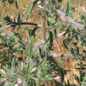 Photographie n°2092456 du taxon Echium asperrimum Lam. [1792]