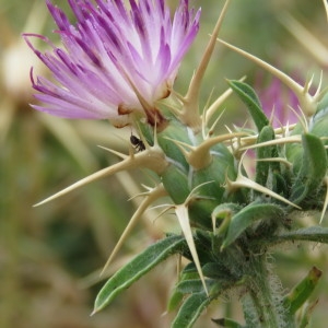  - Centaurea calcitrapa L. [1753]