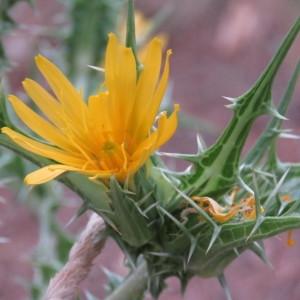 Photographie n°2092471 du taxon Scolymus hispanicus L. [1753]