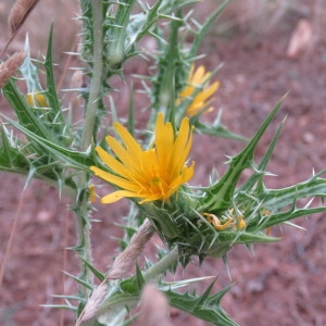 Photographie n°2092472 du taxon Scolymus hispanicus L. [1753]