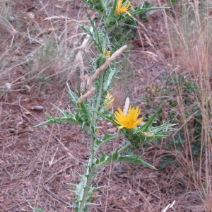 Photographie n°2092473 du taxon Scolymus hispanicus L. [1753]