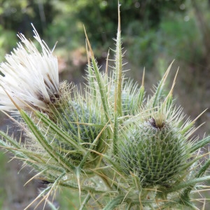 Photographie n°2092478 du taxon Cirsium ferox (L.) DC. [1805]