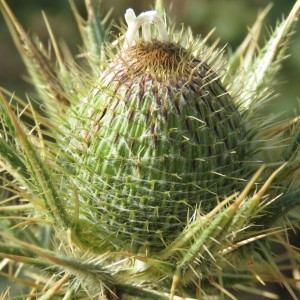 Photographie n°2092479 du taxon Cirsium ferox (L.) DC. [1805]