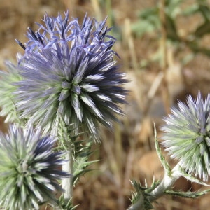 Photographie n°2092484 du taxon Echinops ritro L. [1753]