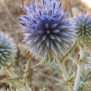 Photographie n°2092485 du taxon Echinops ritro L. [1753]