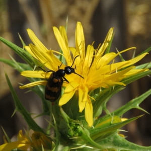 Photographie n°2092492 du taxon Scolymus hispanicus L. [1753]