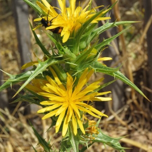 Photographie n°2092493 du taxon Scolymus hispanicus L. [1753]