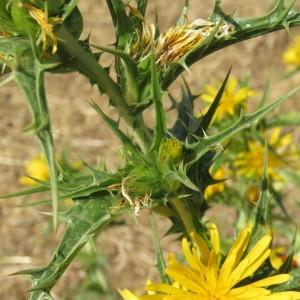 Photographie n°2092494 du taxon Scolymus hispanicus L. [1753]