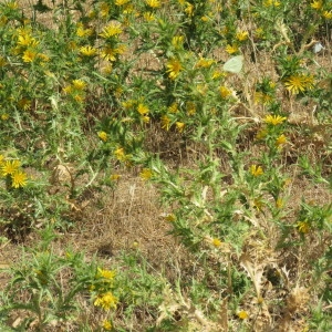 Photographie n°2092495 du taxon Scolymus hispanicus L. [1753]