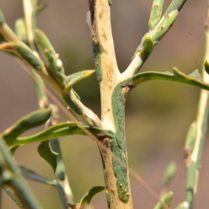 Photographie n°2092498 du taxon Lactuca viminea (L.) J.Presl & C.Presl [1819]