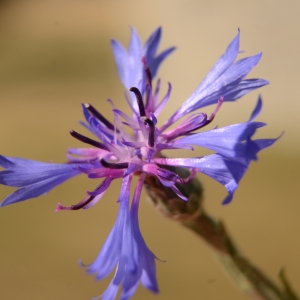 Photographie n°2092499 du taxon Cyanus segetum Hill [1762]