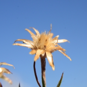 Photographie n°2092501 du taxon Cyanus segetum Hill [1762]