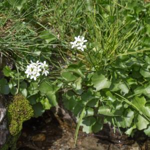 Photographie n°2092505 du taxon Cardamine asarifolia L. [1753]