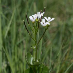 Photographie n°2092506 du taxon Cardamine asarifolia L. [1753]