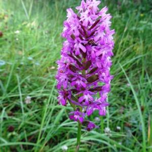 Photographie n°2092547 du taxon Anacamptis pyramidalis var. pyramidalis 